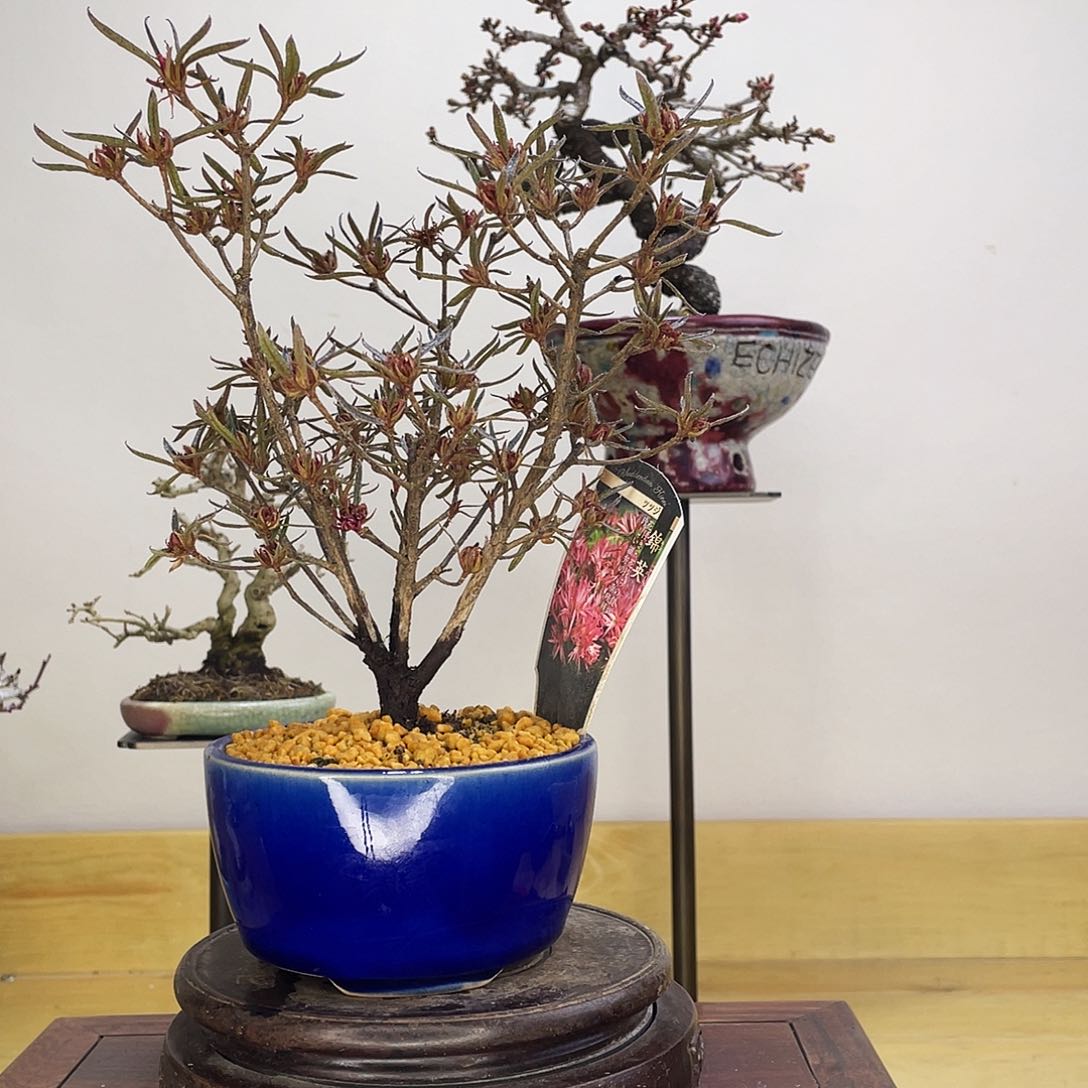 木本锦英杜鹃盆栽