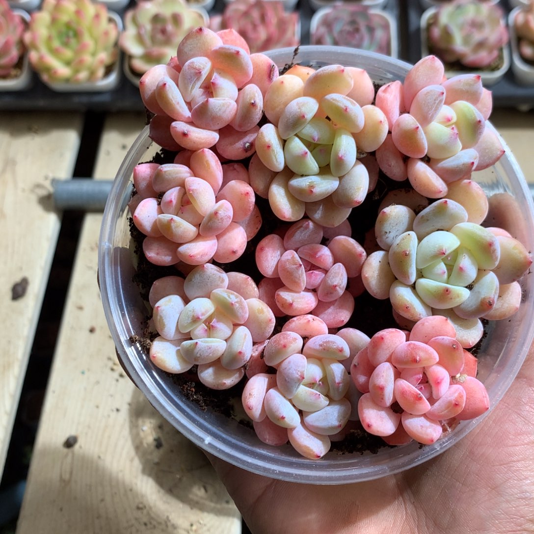 懒羊羊切糕量拍一组