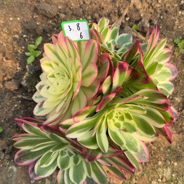 玉姿多肉植物绿植6