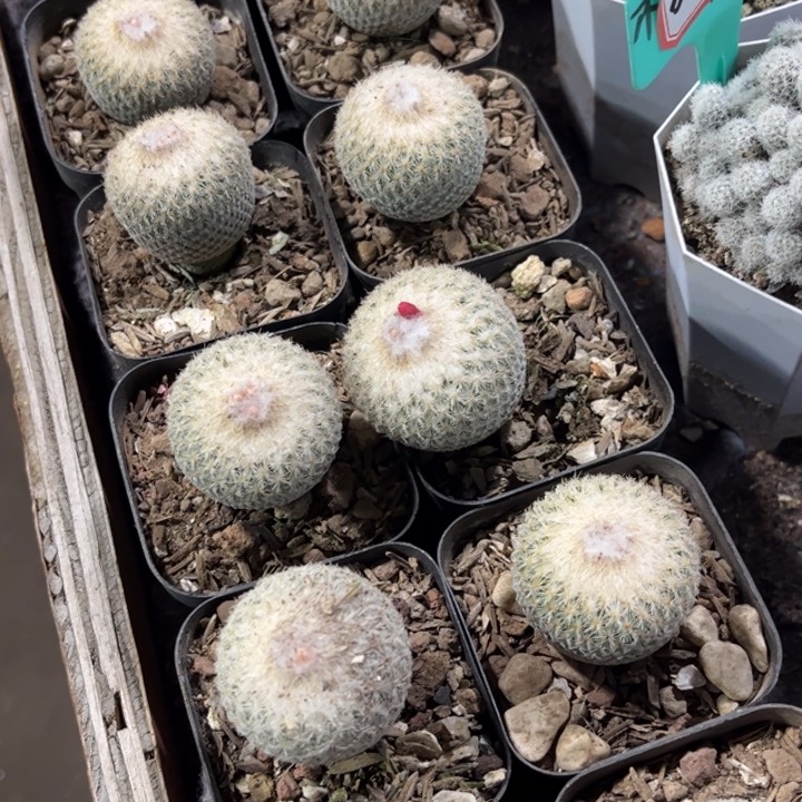 实生月世界好养皮实