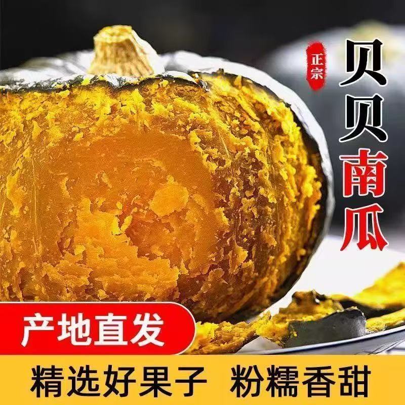 [坏果包赔 HG99]内蒙古沙地贝贝南瓜粉糯香甜板栗味孕妇宝宝辅食