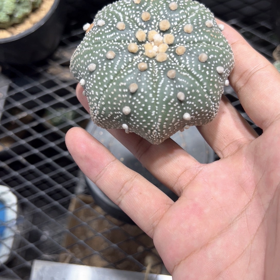 实生雪花海星兜7.4cm
