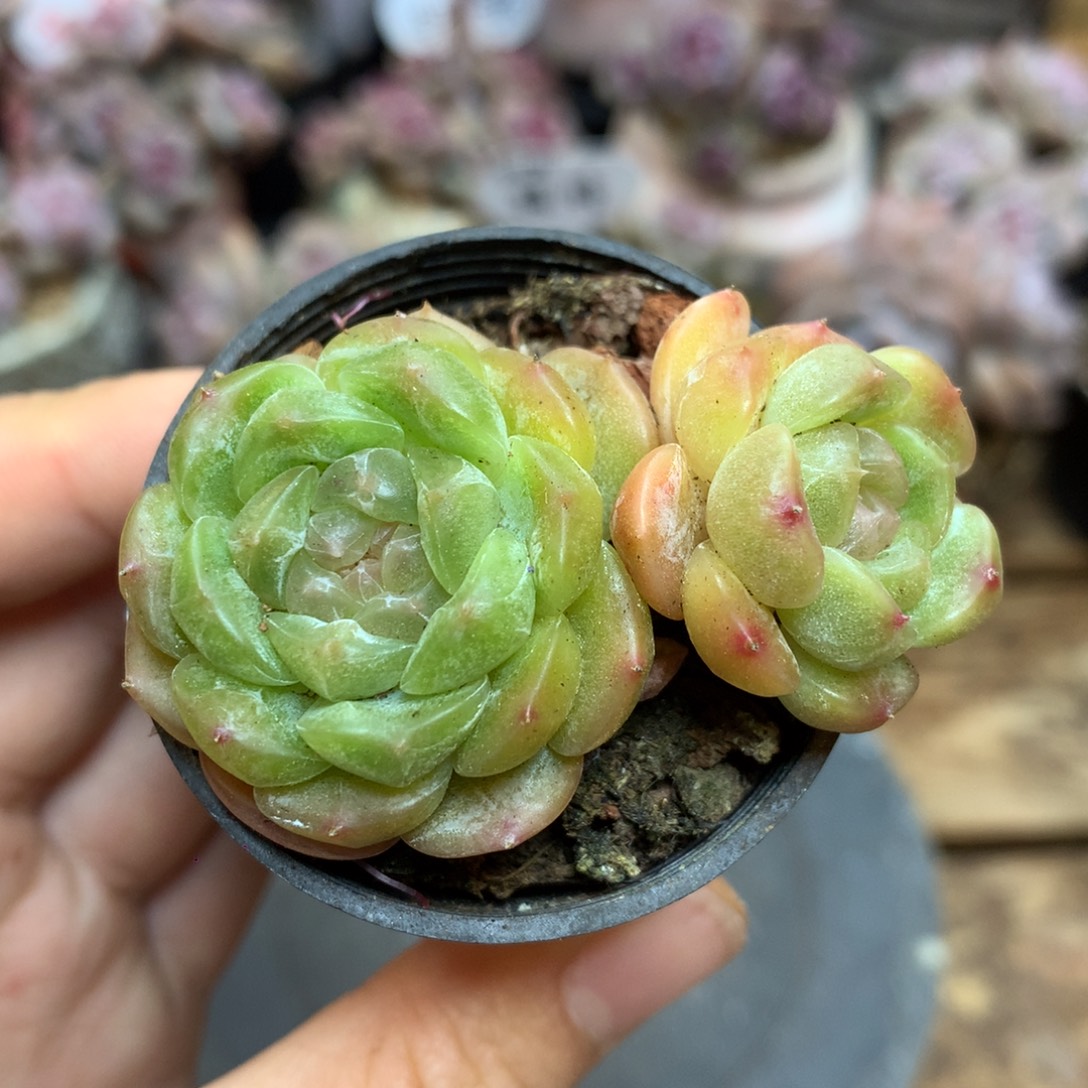 D0831 白恋双头5.5cm