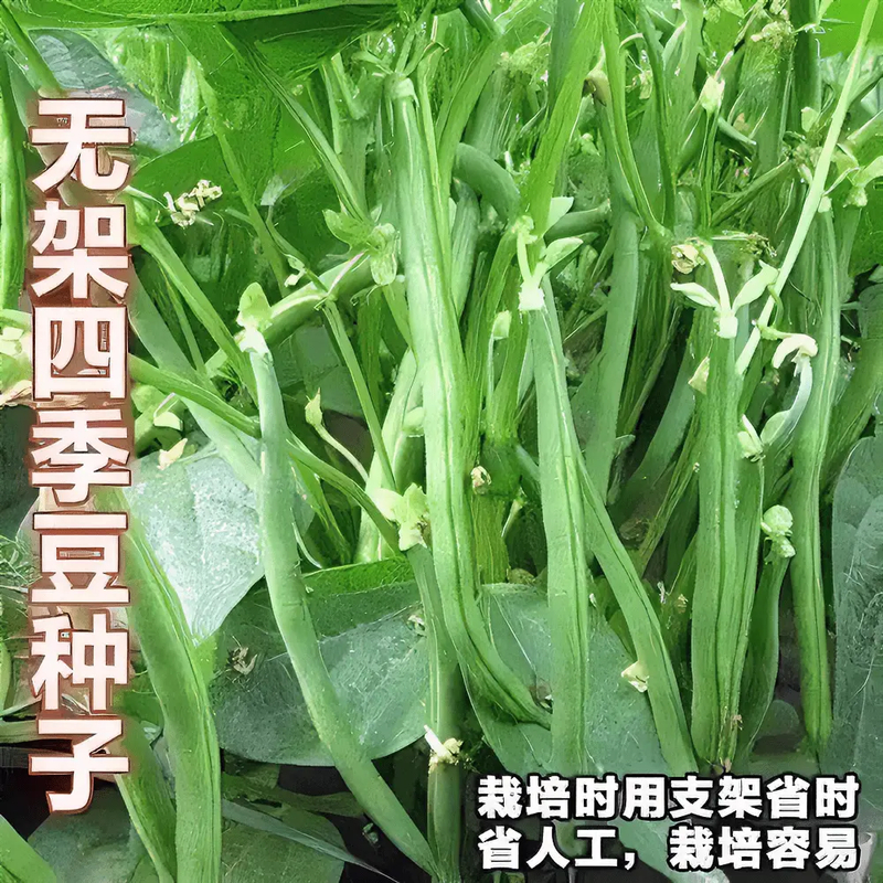 无架四季豆种子地豆角盆栽易种矮生不搭架阳台耐热种子