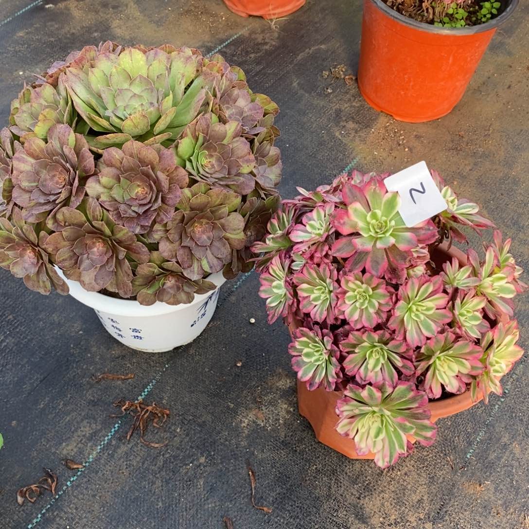 无花朵多肉植物组合拼盘2