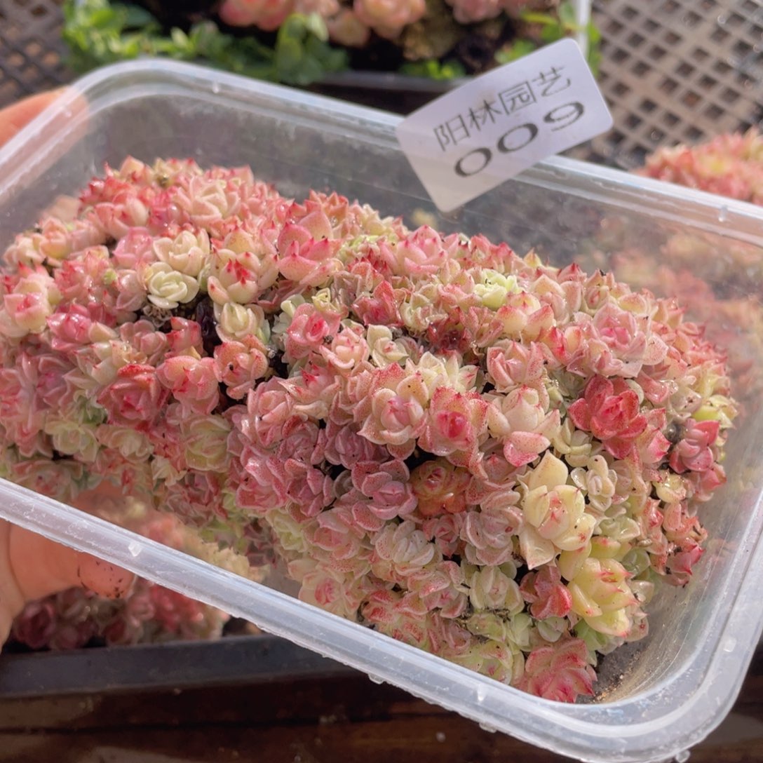 多肉植物多肉植物9