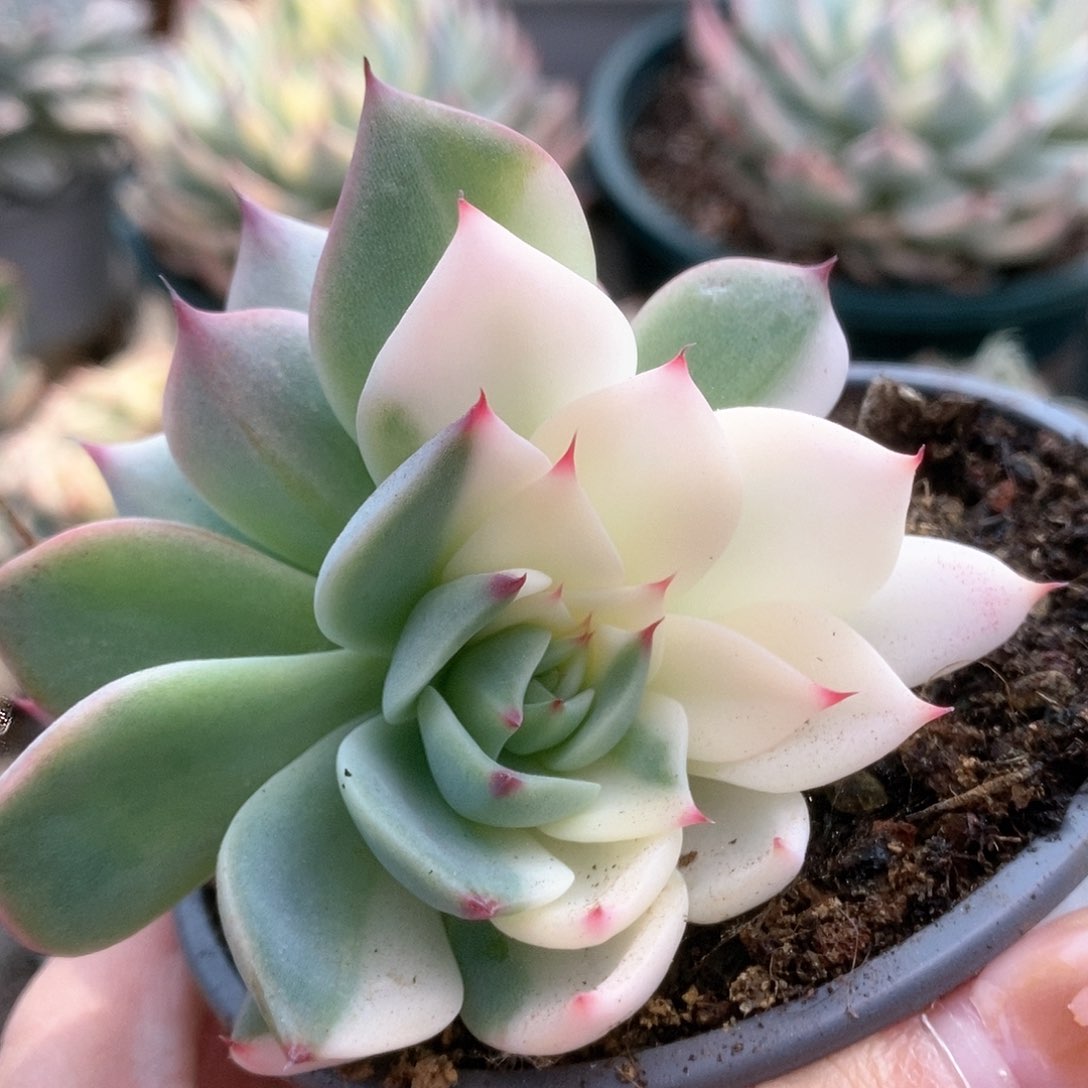 D137阴阳加拉丝锦锦