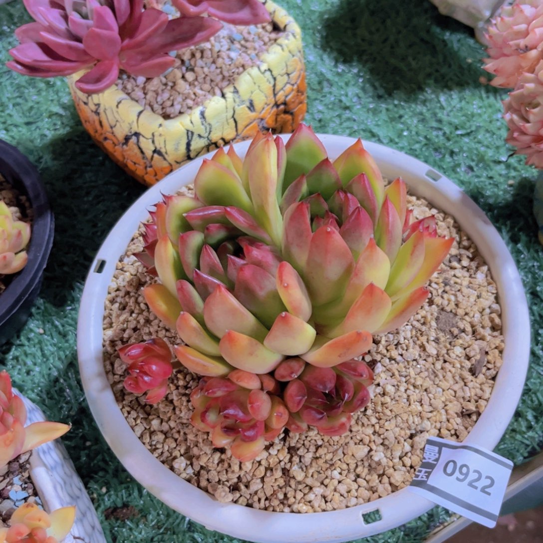 东云多肉植物0922