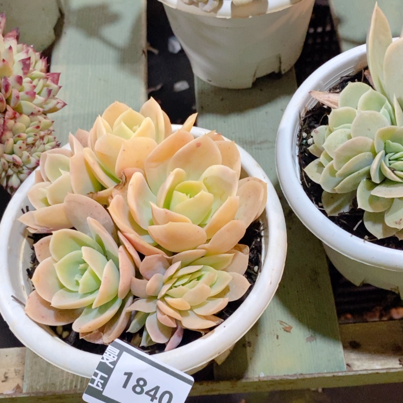 【闪购商品】6****6星娜塔缀1840