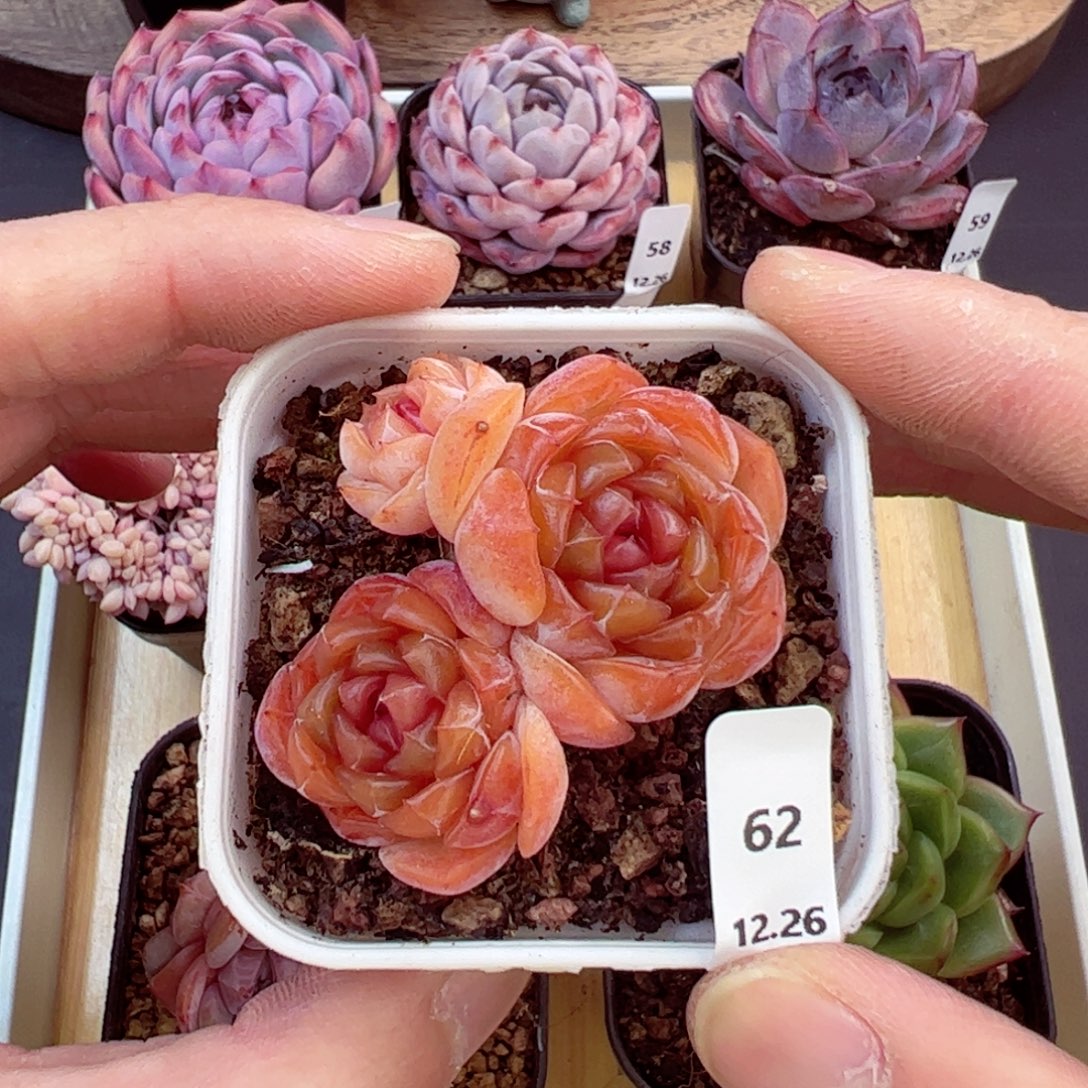 好好看62、哈哈哈哈