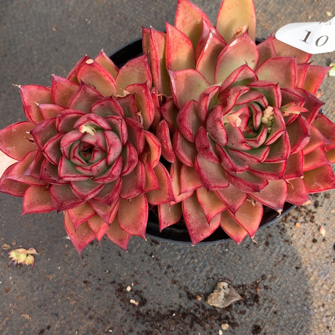 10杂交多肉老桩15包邮