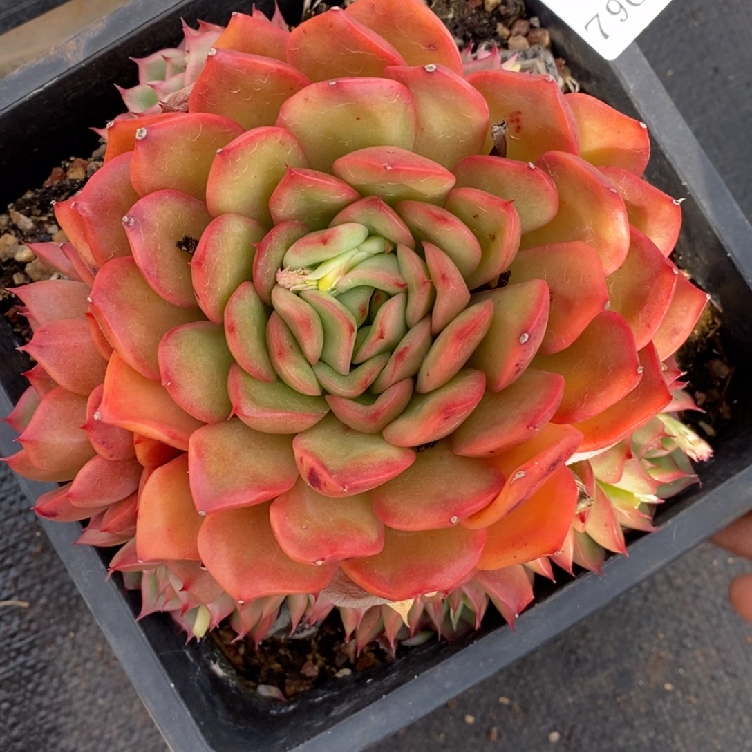 7900杂交多肉老桩