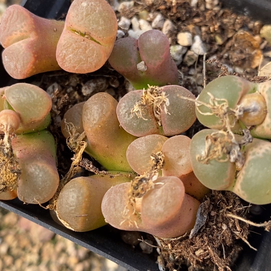 1060母本双头风-铃一组