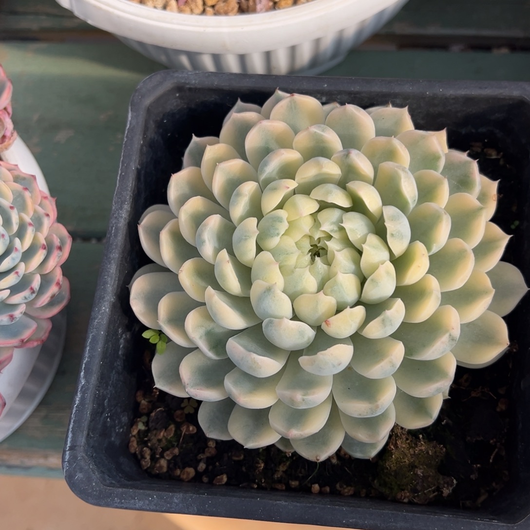 香草月影锦多肉植物