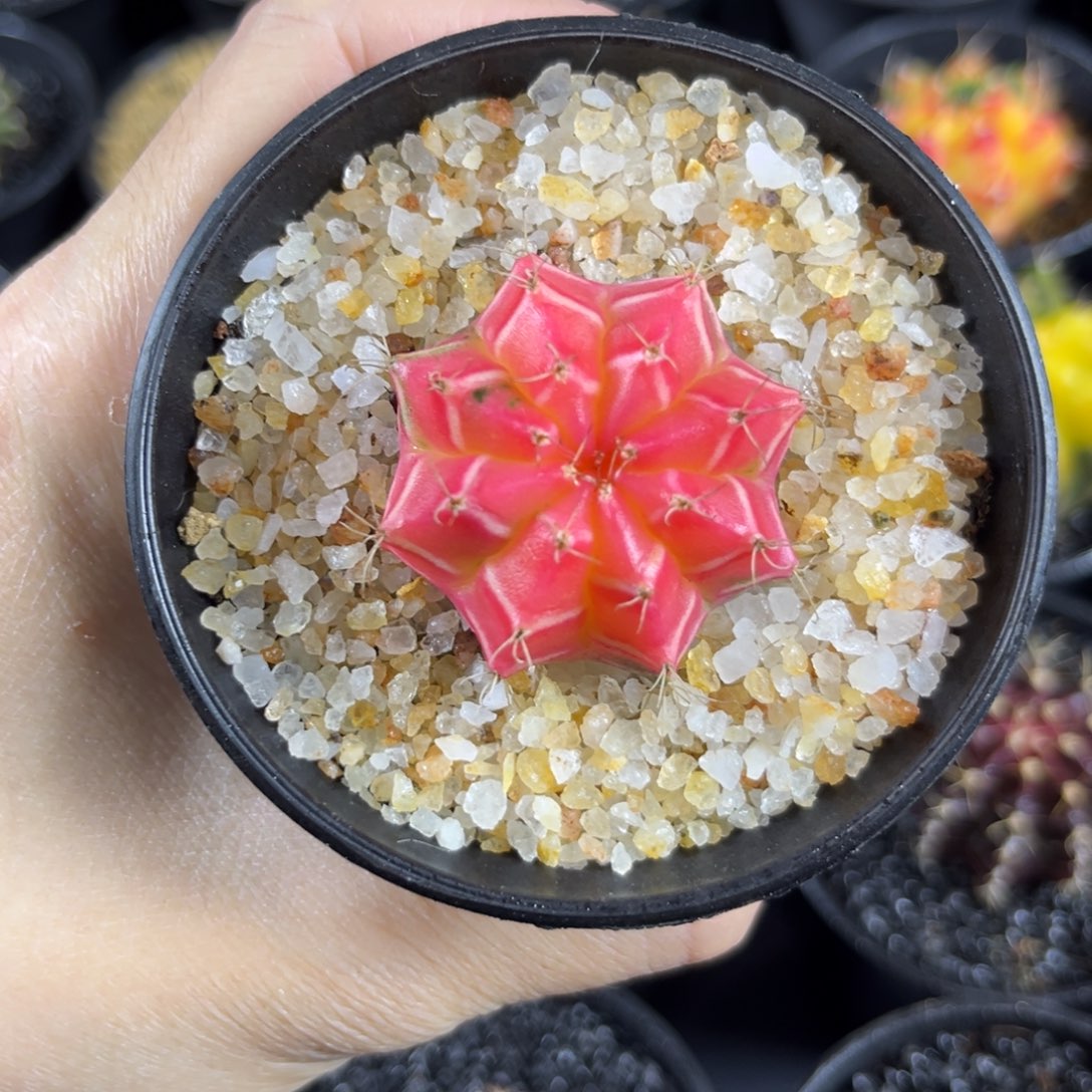 白纹纯粉-^^^^^^——————