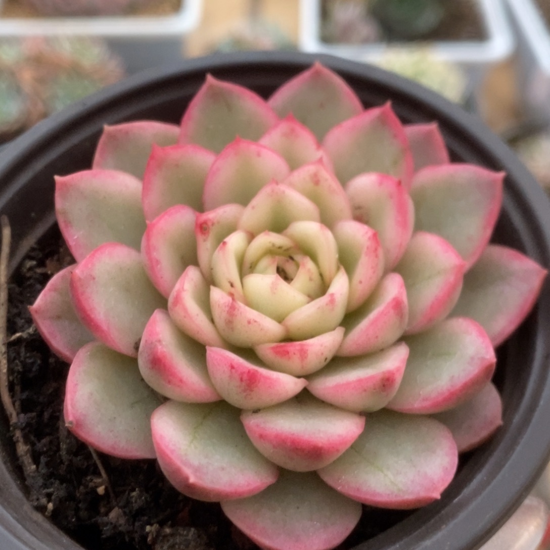 584黄玫瑰锦锦锦锦锦