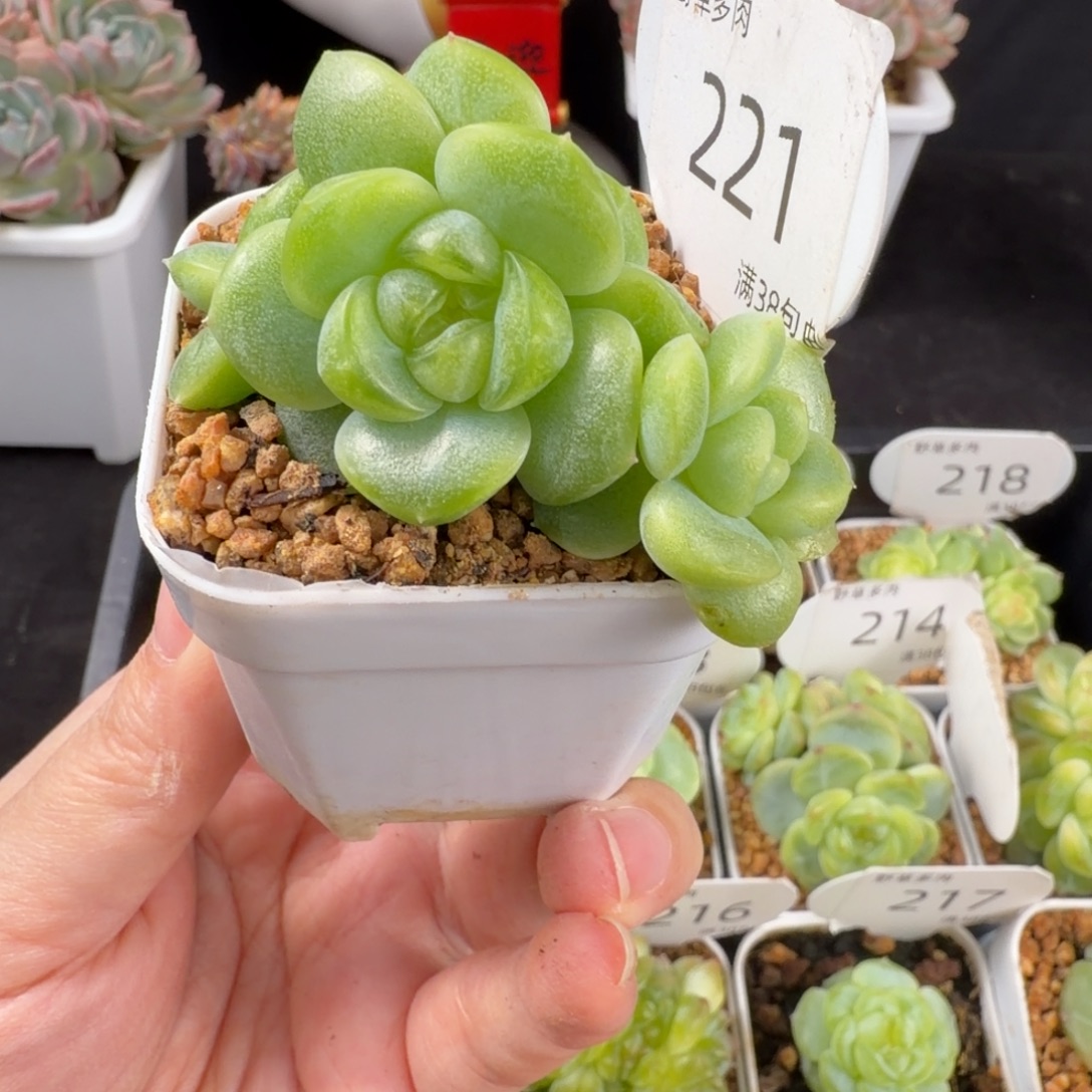 清茶珍妮四头群221号