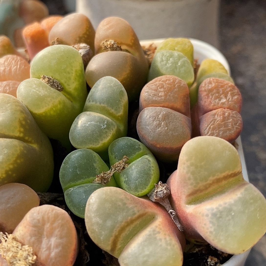 双头风铃一颗。         