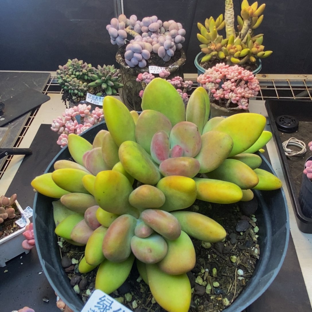 295芒果奶多肉12c m