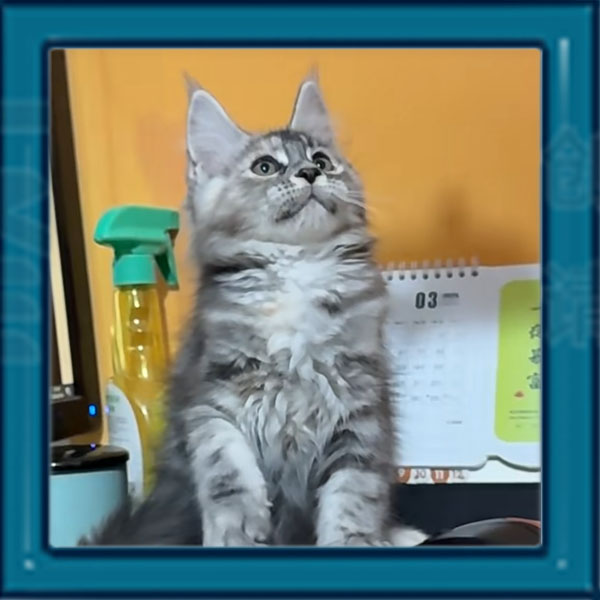 缅因银虎及烟灰纯白宠物通用