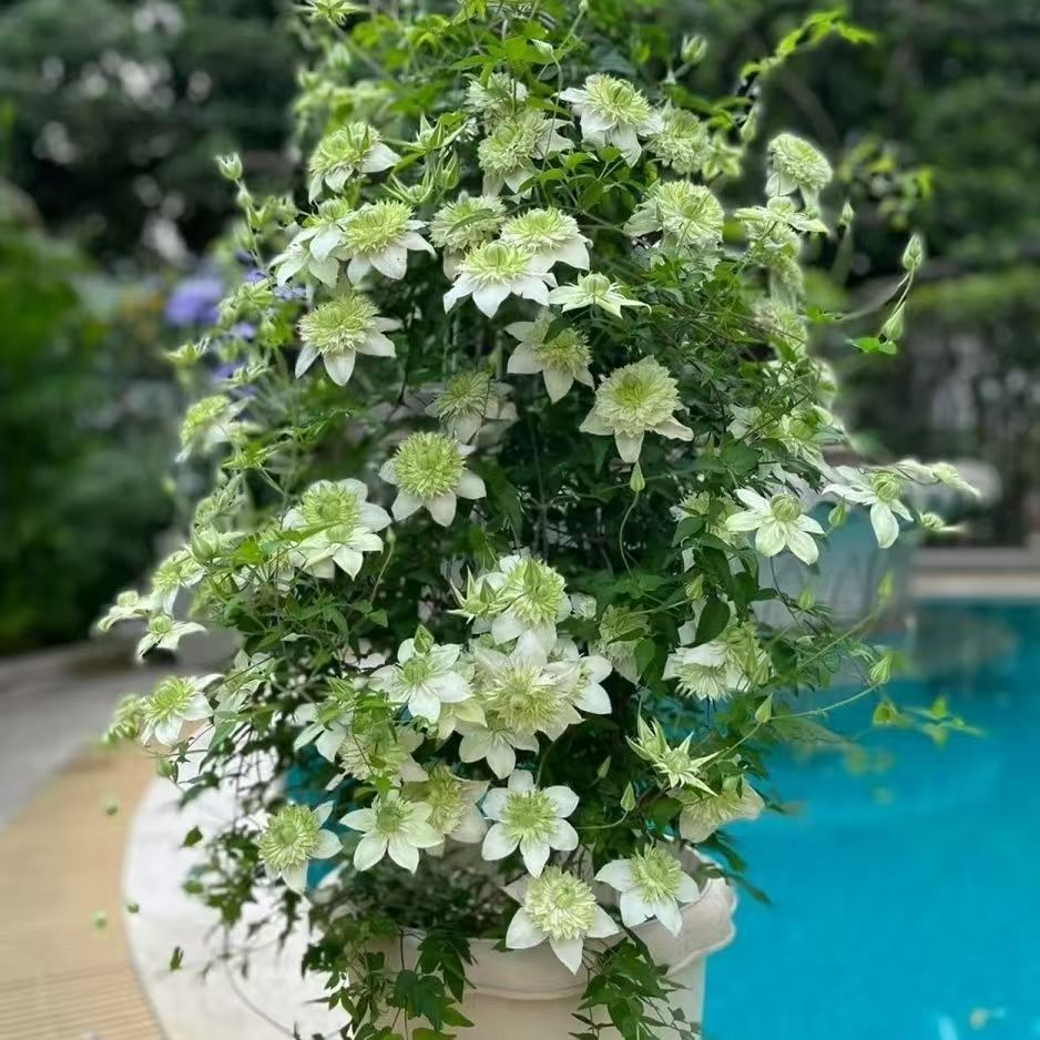  2加仑原盆原土发货 小绿 铁线莲