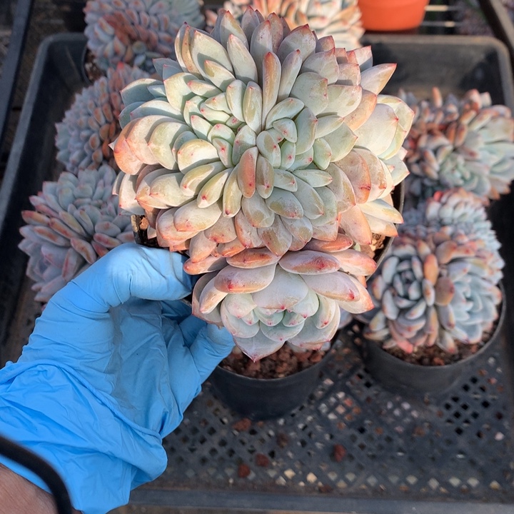 ****。111505追多多朵朵