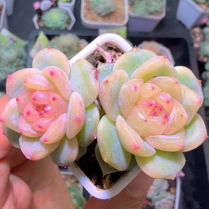 用***3八八四甜心好看美丽