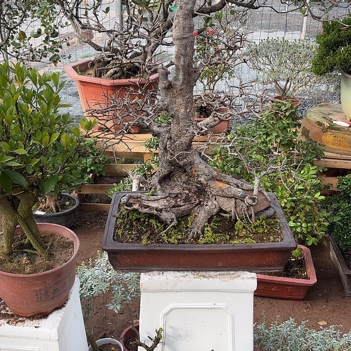 飛***人无花朵哈哈哈哈哈哈