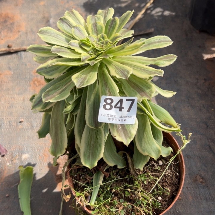 847多肉植物纯净