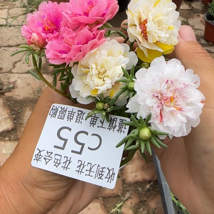 无花朵C055无根枝条3枝一组
