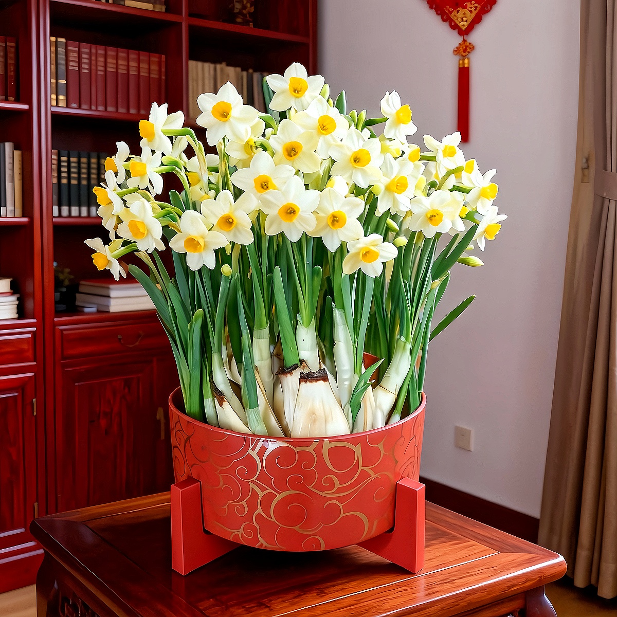 a【祥云红盆 八字切】漳州水仙花卉已矮化耐寒室内外花卉植物