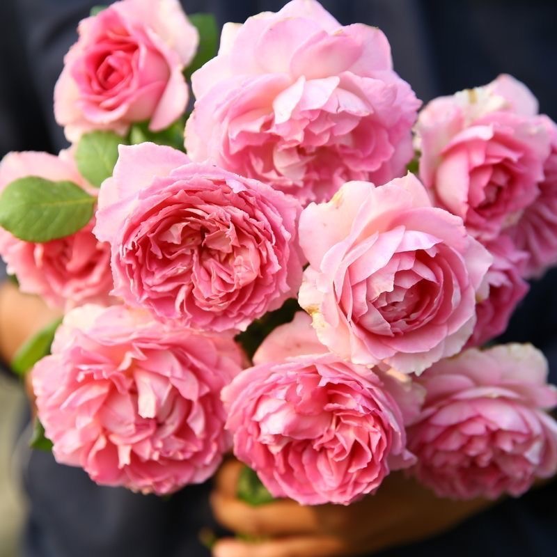 1.5-1.6米【罗衣】无刺大花浓香爬藤月季好养南北方种植多季节开花