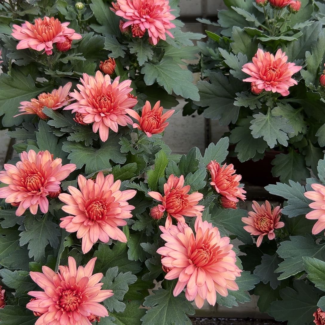 大部分花苞少量开放古典橙