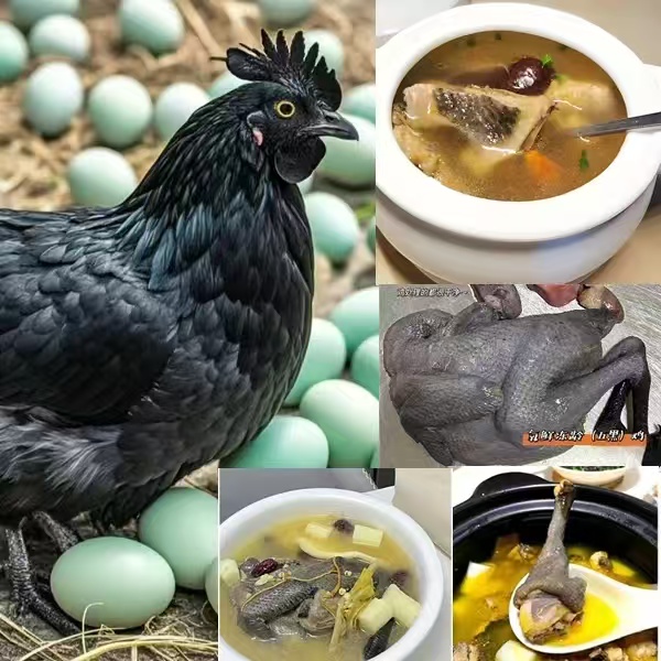 农村散养五黑鸡 肉质鲜美