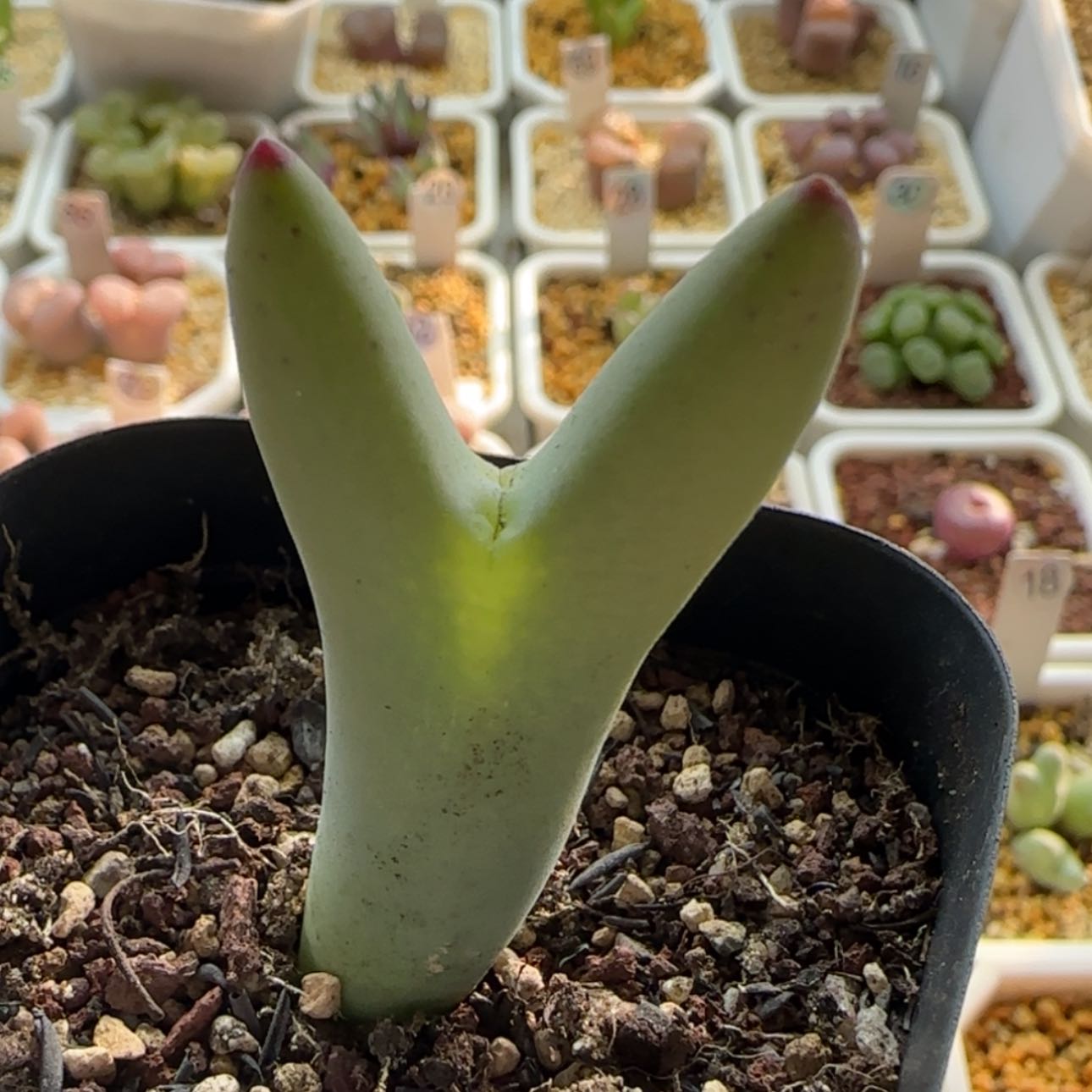 【闪购商品】1091     