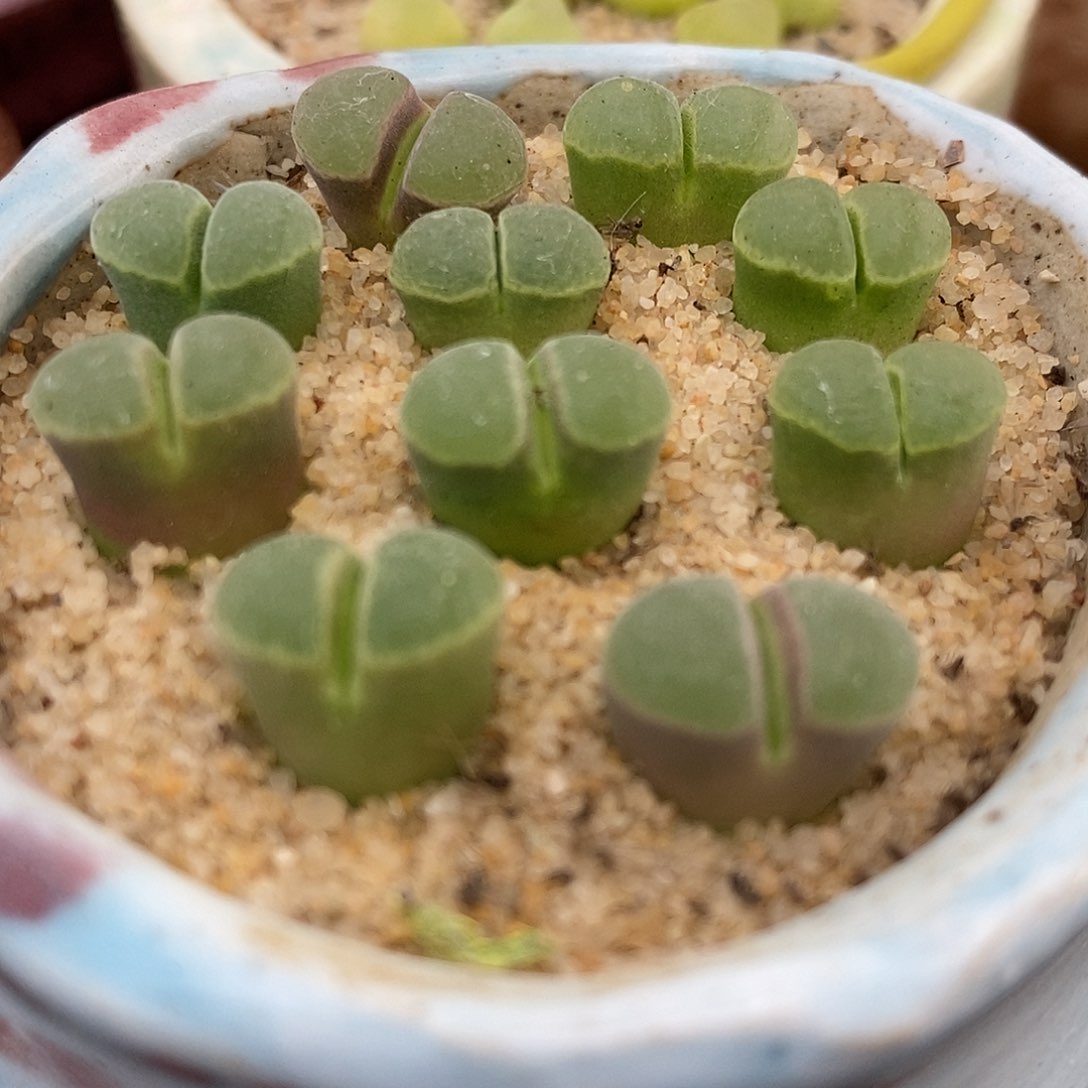 极窗风铃一颗一颗