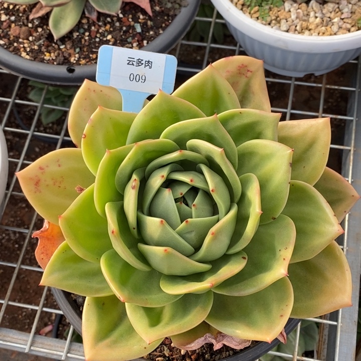 翠鸟009号直播福利