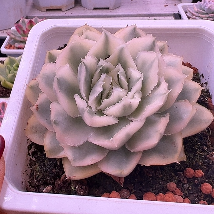 紫蝴蝶锦单头38包邮