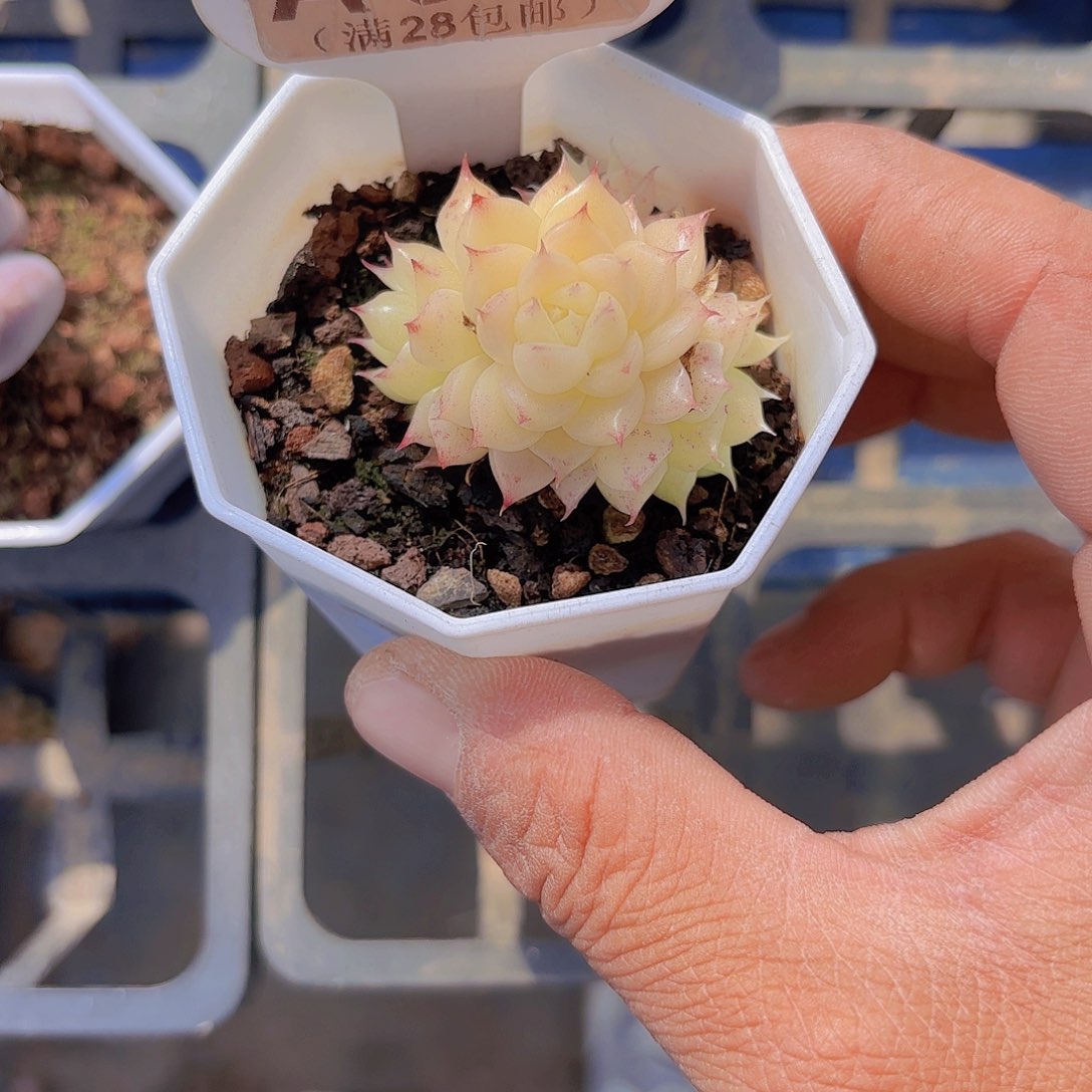 A027麦秆一物一拍