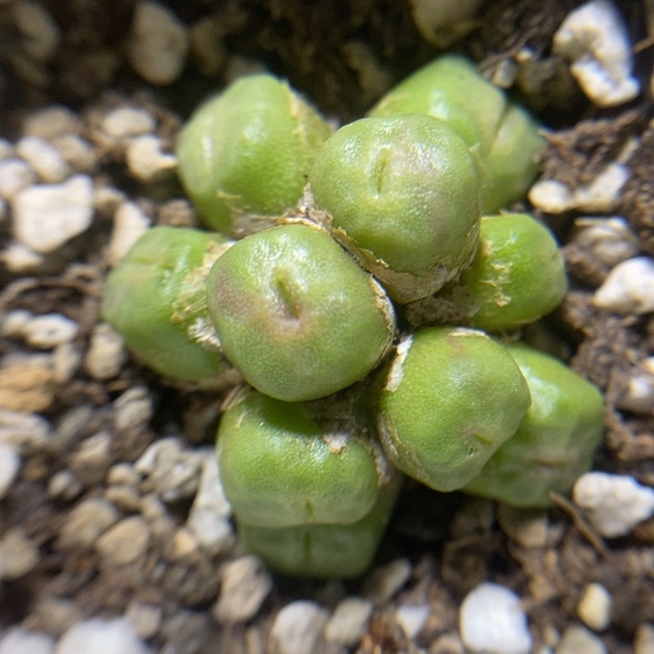 捧花方烧10头特价