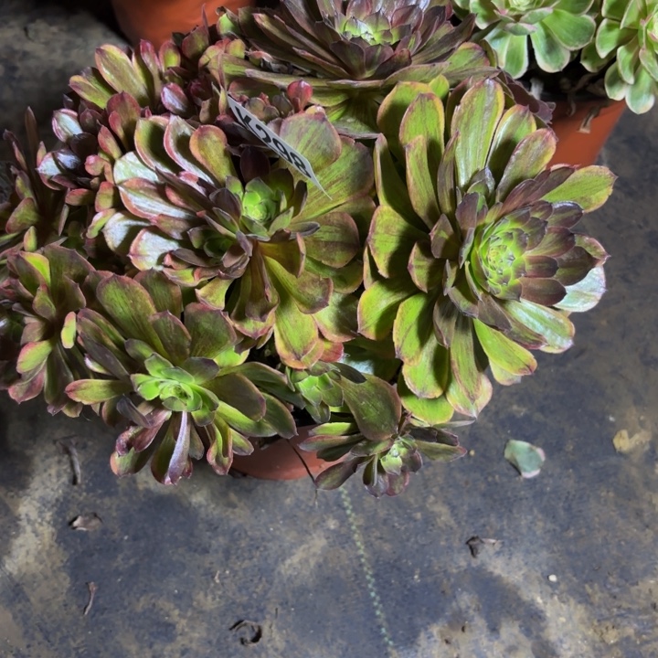 平****瑞妈，，。。。。。298斑斓，