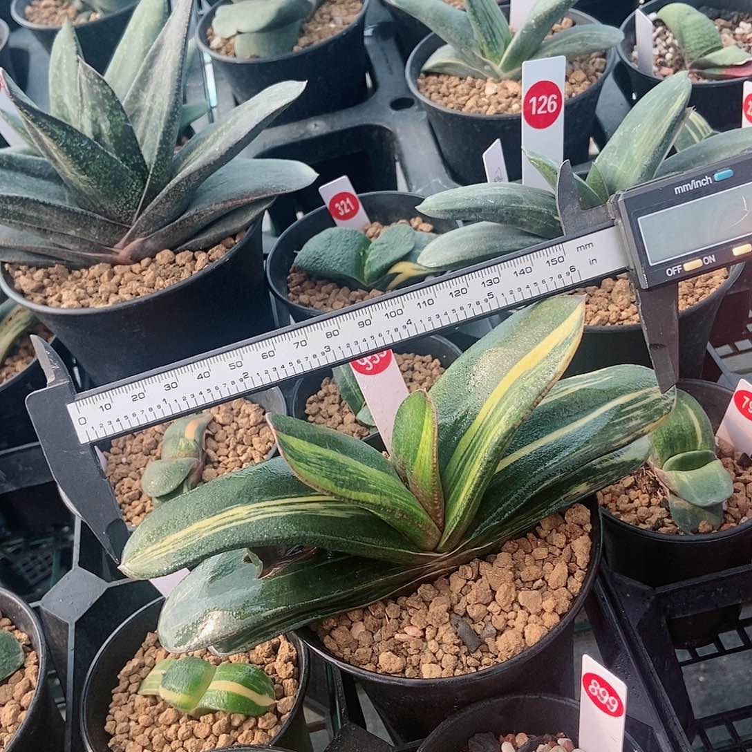 955卧牛实生锦带一个侧牙锦非常好带盆发货