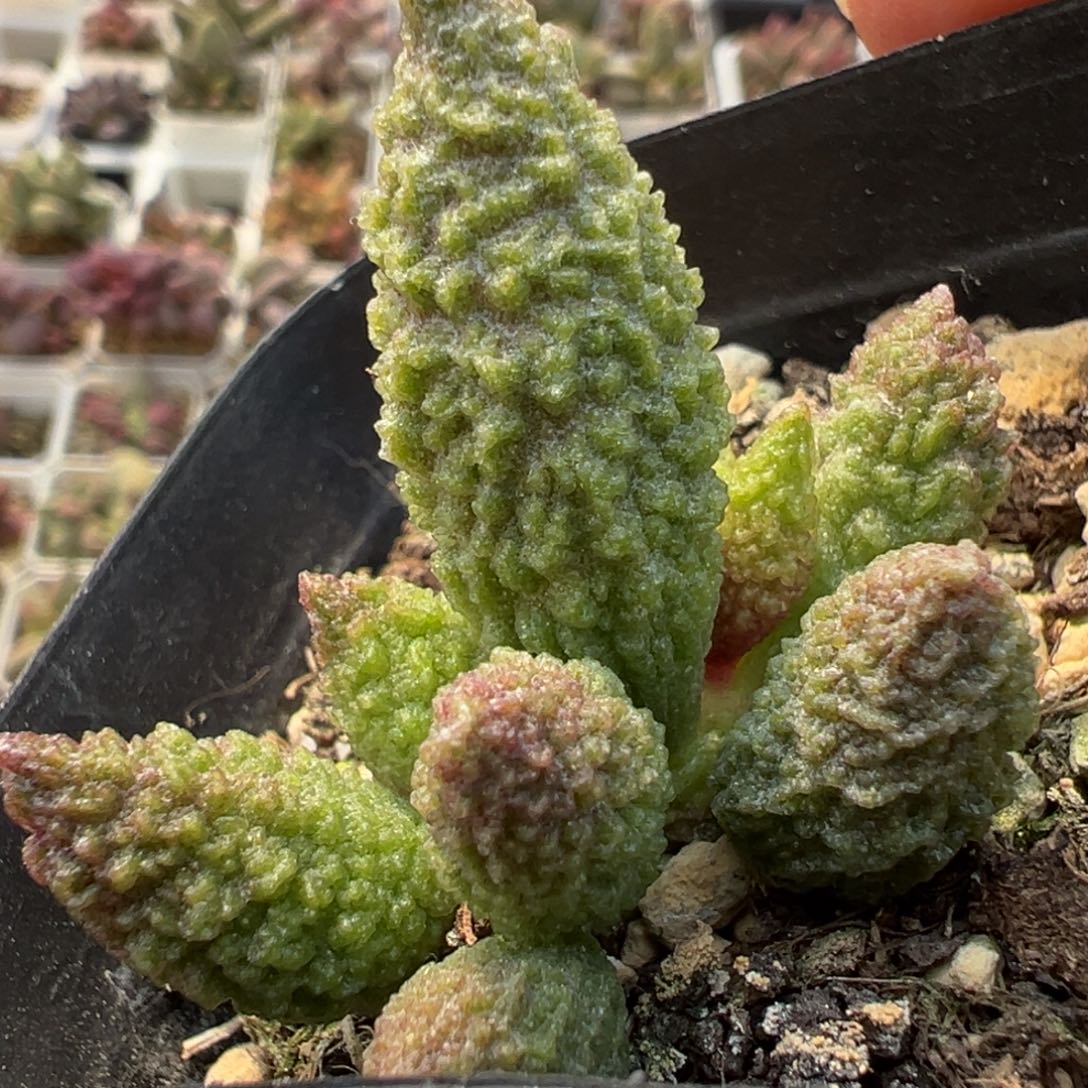 实生新品多肉植物水泡