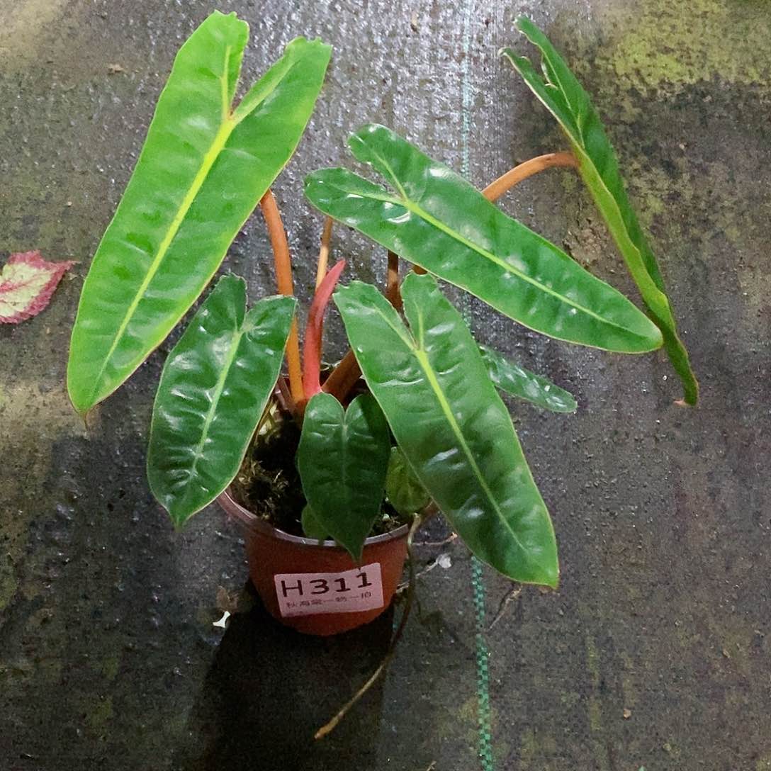 不开花植物沧*秋海棠311