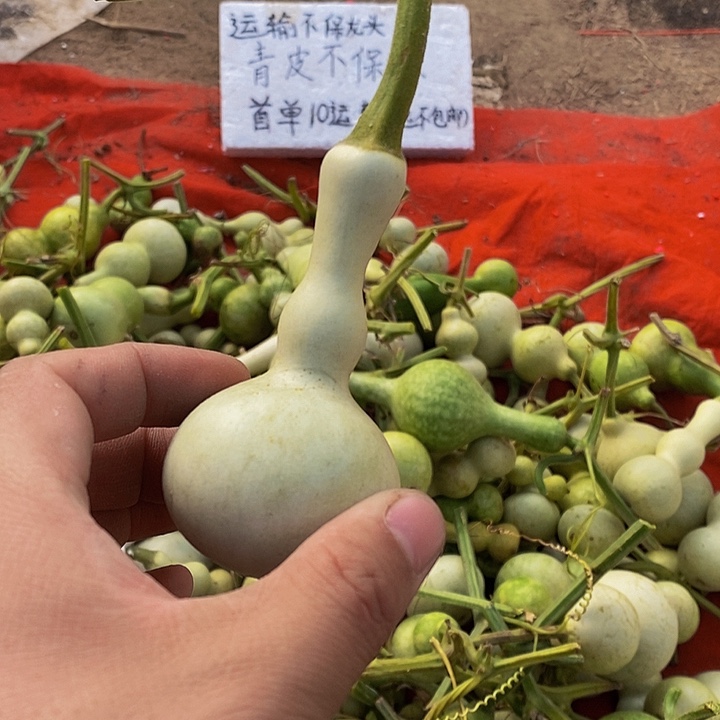 正*人长嘴哈哈哈哈哈哈哈哈哈哈哈好
