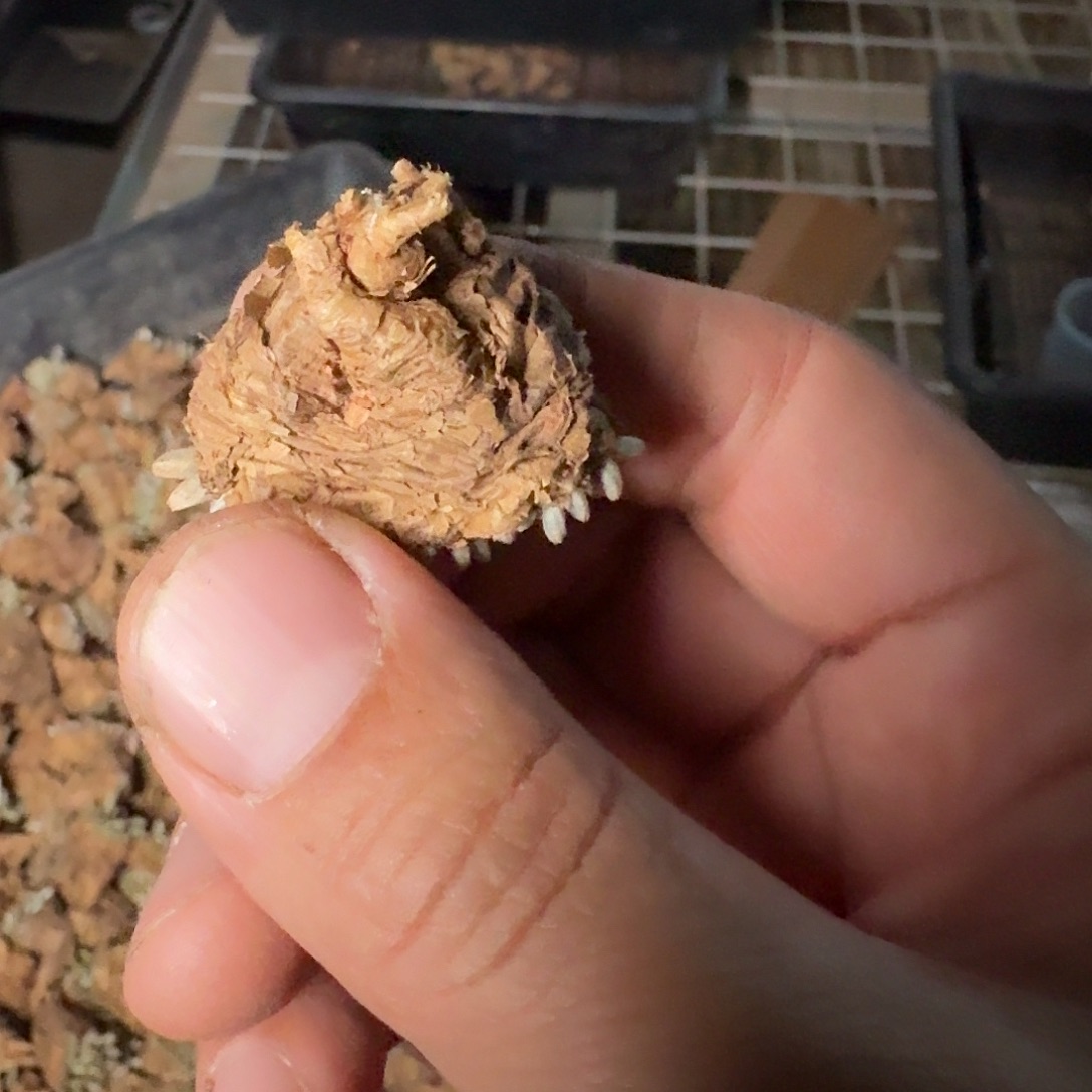 c***m小飞兔的红花av一个