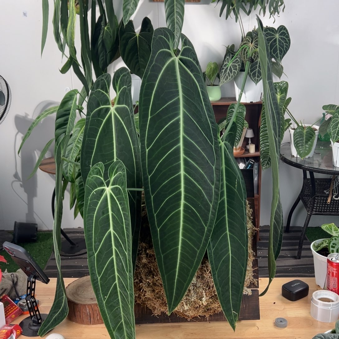 完全开放双头板植进口老桩黑窄火鹤后
