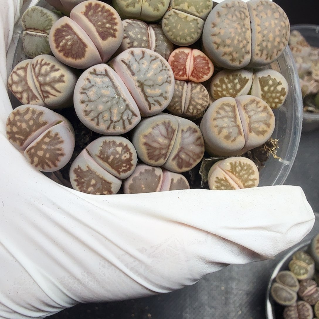 我不在这里干咯么不688