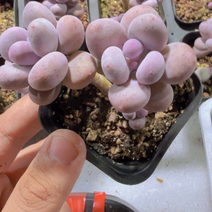 双头彩虹奶酪一颗王炸