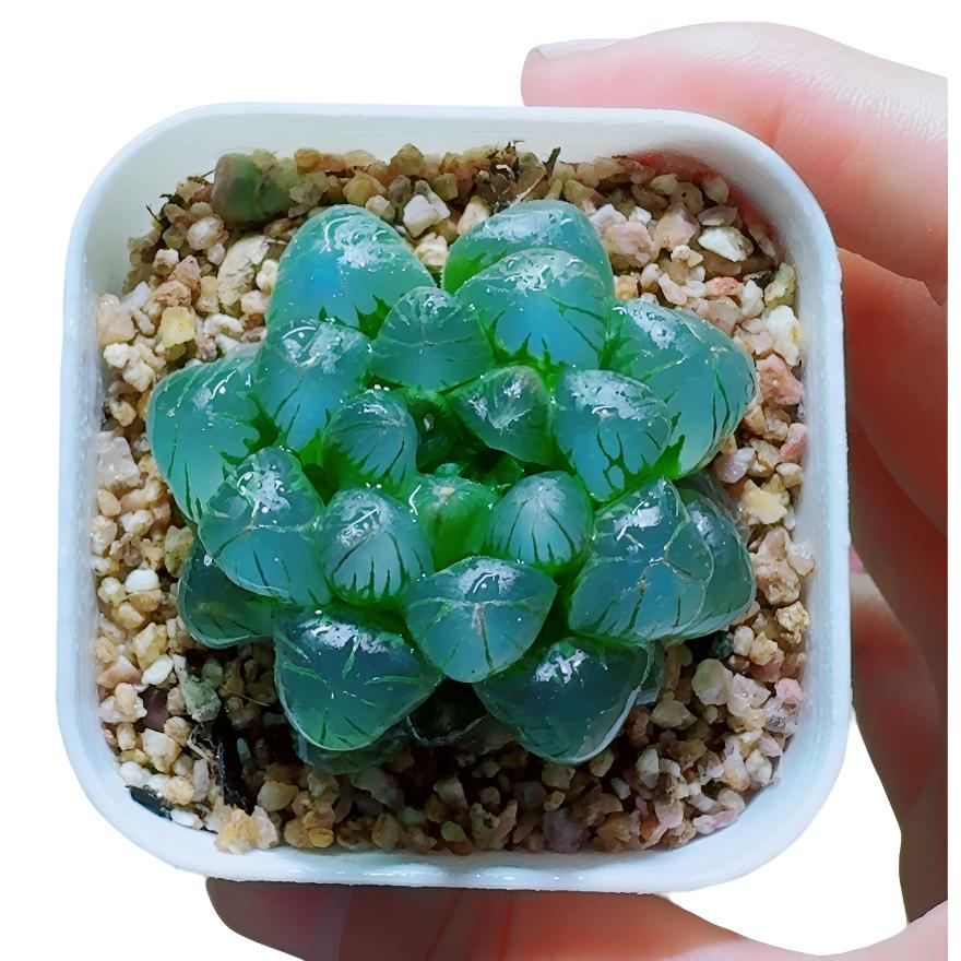 糯姬玉露多肉多肉盆栽【一单包邮】盆栽多肉玉露